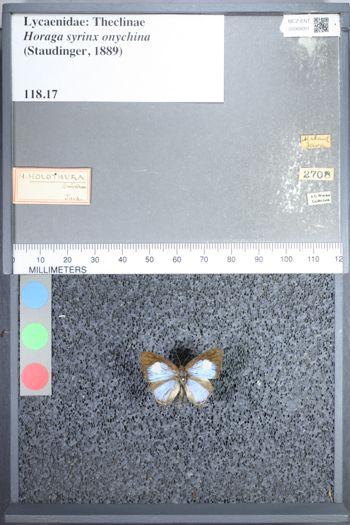 Media type: image;   Entomology 68001